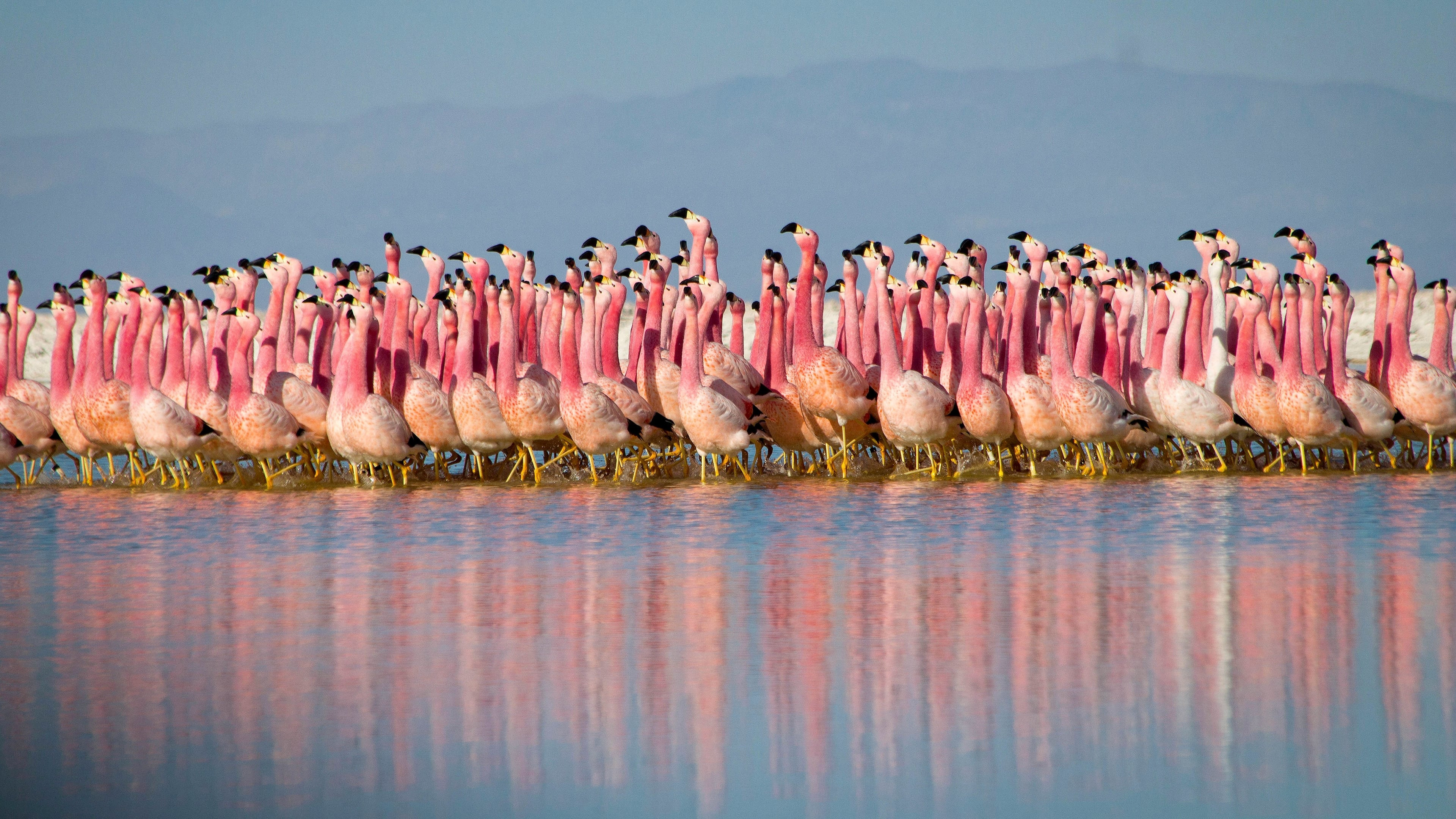 Hành Tinh Trái Đất 2 - Planet Earth II